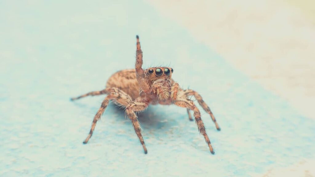 Read this guide on how to keep spiders out of garage.
