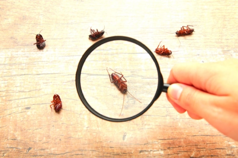  cockroach infestation due to garage humidity
