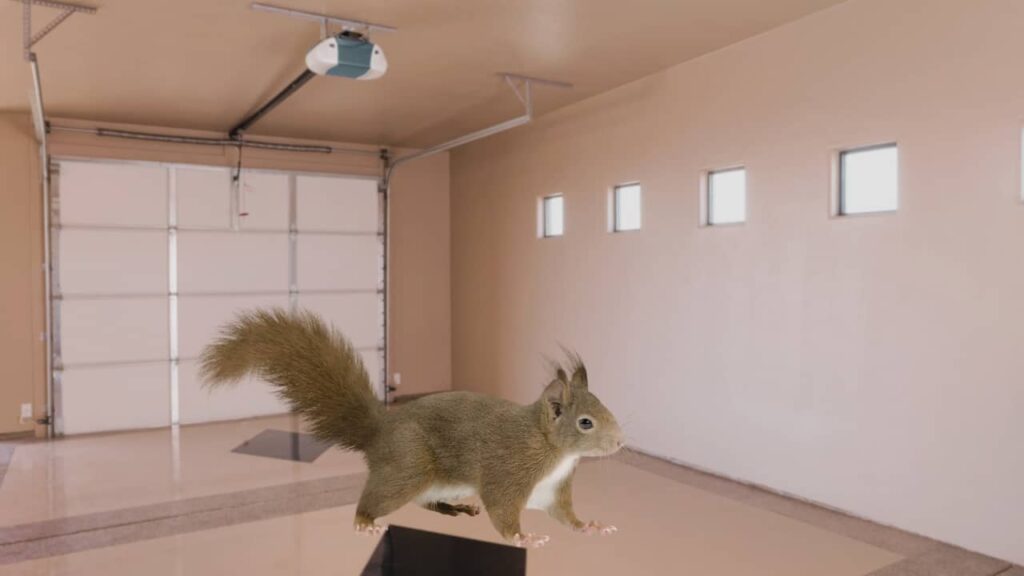 A squirrel inside a garage. There are ways on how to get rid of squirrels in garage.