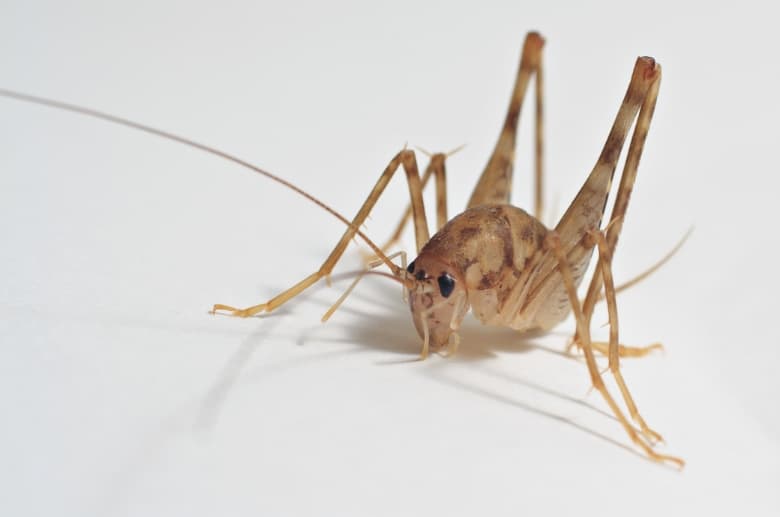 This is a Camel Cricket, the most common crickets in garage.