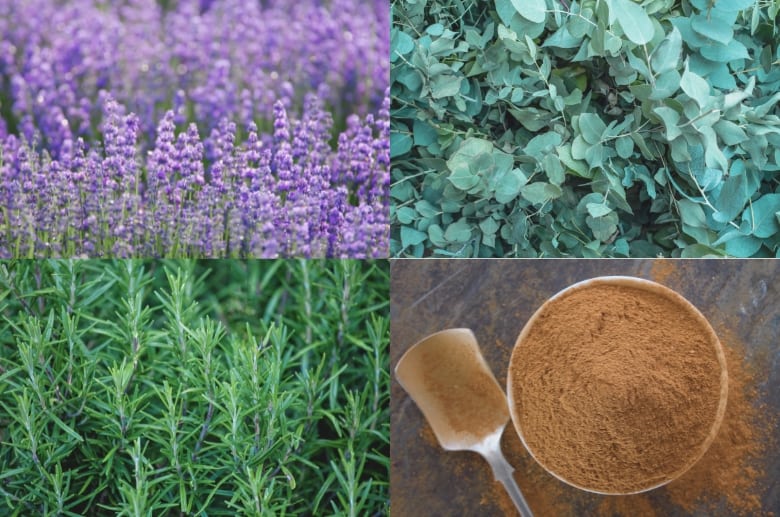 Lavender, Eucalyptus, Rosemary and powdered Cinnamon. Plant and put these around the garage to prevent crickets in garage. 
