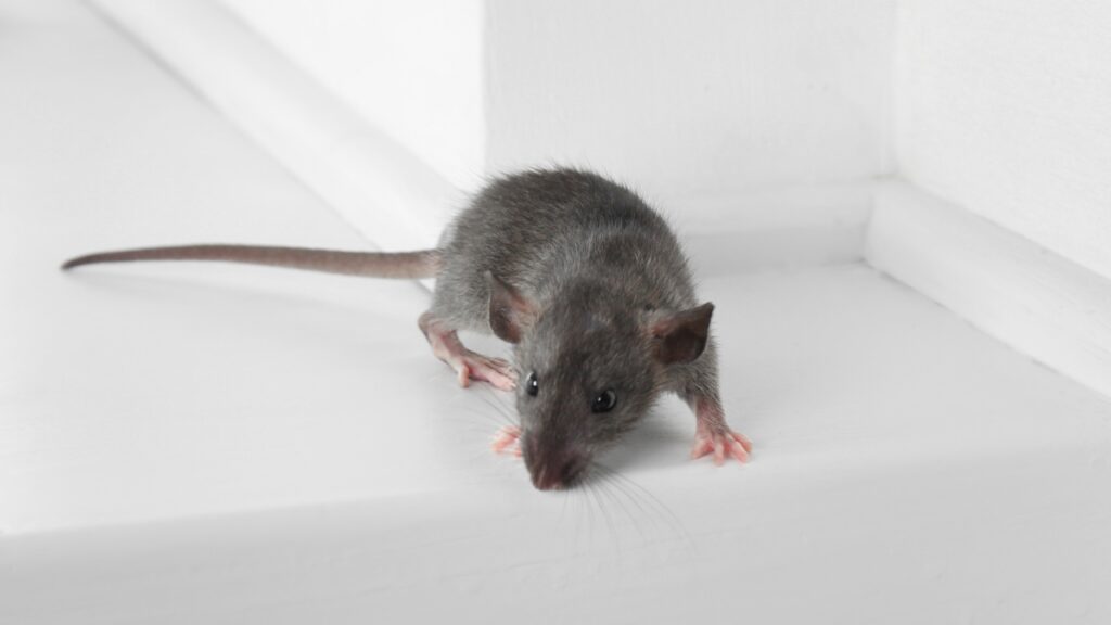 A rat in the garage. Know how to get rid of rats in the garage.