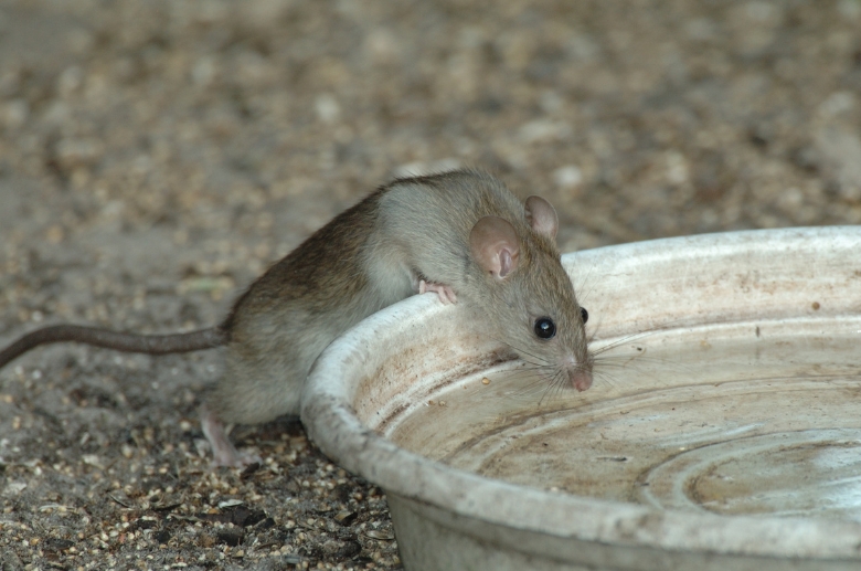 Rat drinking water.