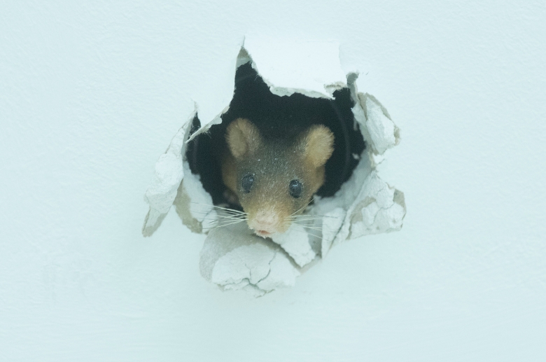 Rat going through a hole.