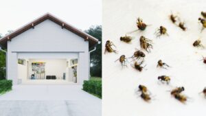 A garage and insects. Know how to keep bugs out of the garage.