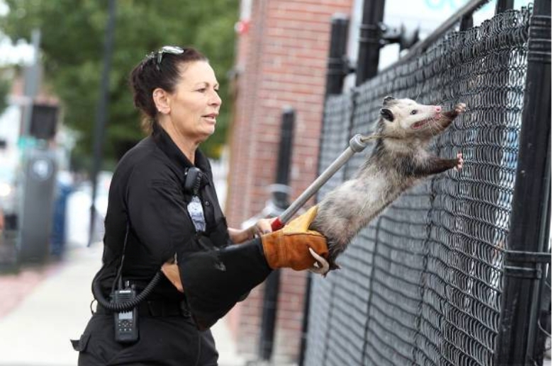 Animal control officer capturing a possum.