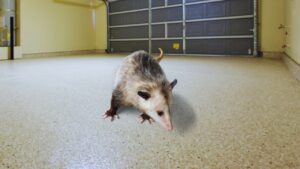 A possum inside a garage. Know how to get a possum out of your garage.